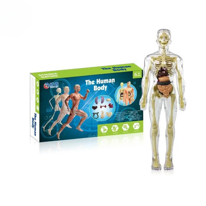 Detailed Human Anatomy Model Kit, Educational Exploration