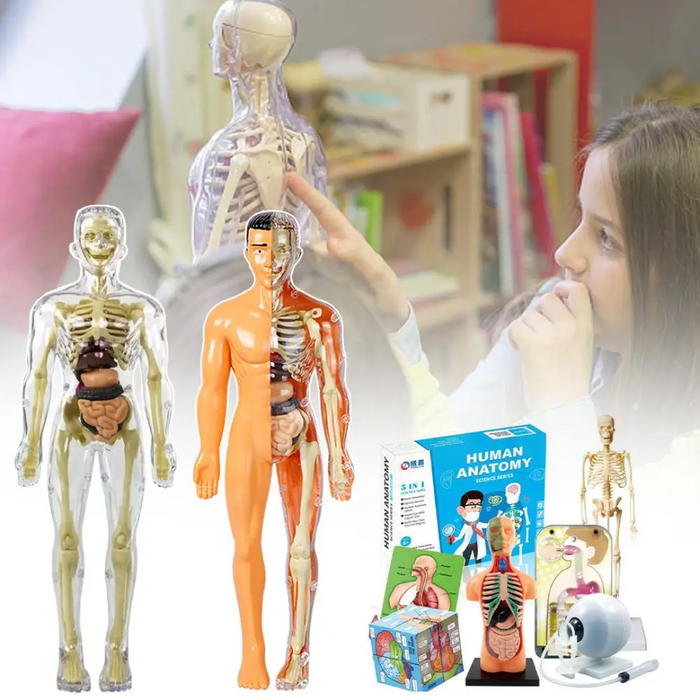 Detailed Human Anatomy Model Kit, Educational Exploration