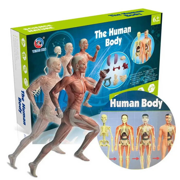 Detailed Human Anatomy Model Kit, Educational Exploration