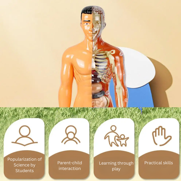 Detailed Human Anatomy Model Kit, Educational Exploration