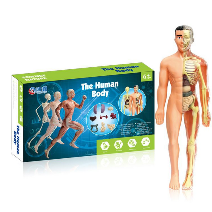 Detailed Human Anatomy Model Kit, Educational Exploration