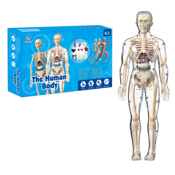 Detailed Human Anatomy Model Kit, Educational Exploration