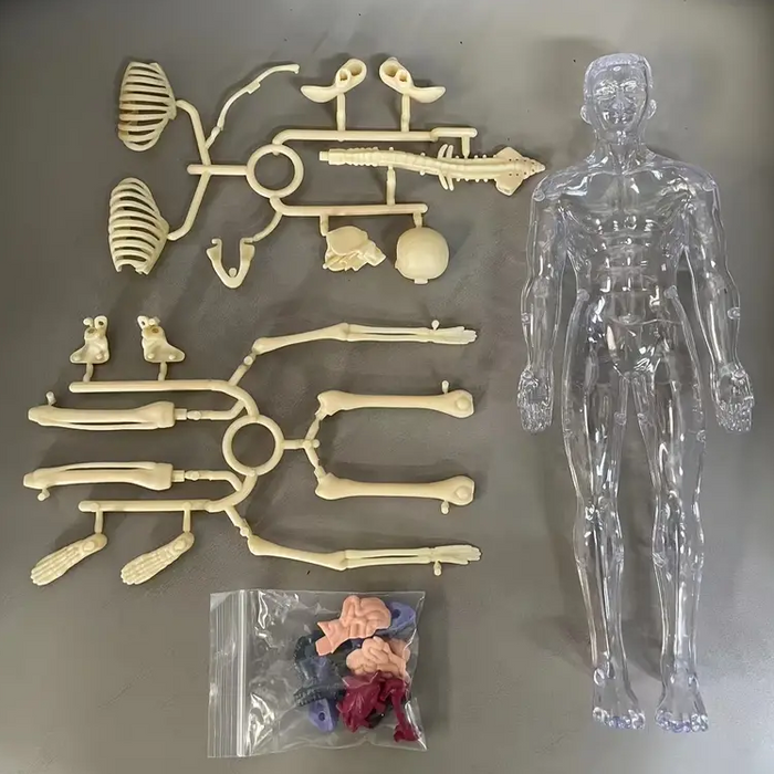 Detailed Human Anatomy Model Kit, Educational Exploration